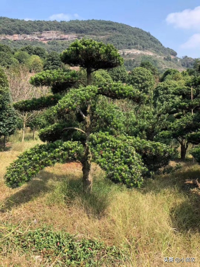 造型罗汉松规格_直杆罗汉松造型示意图 - 励志人生
