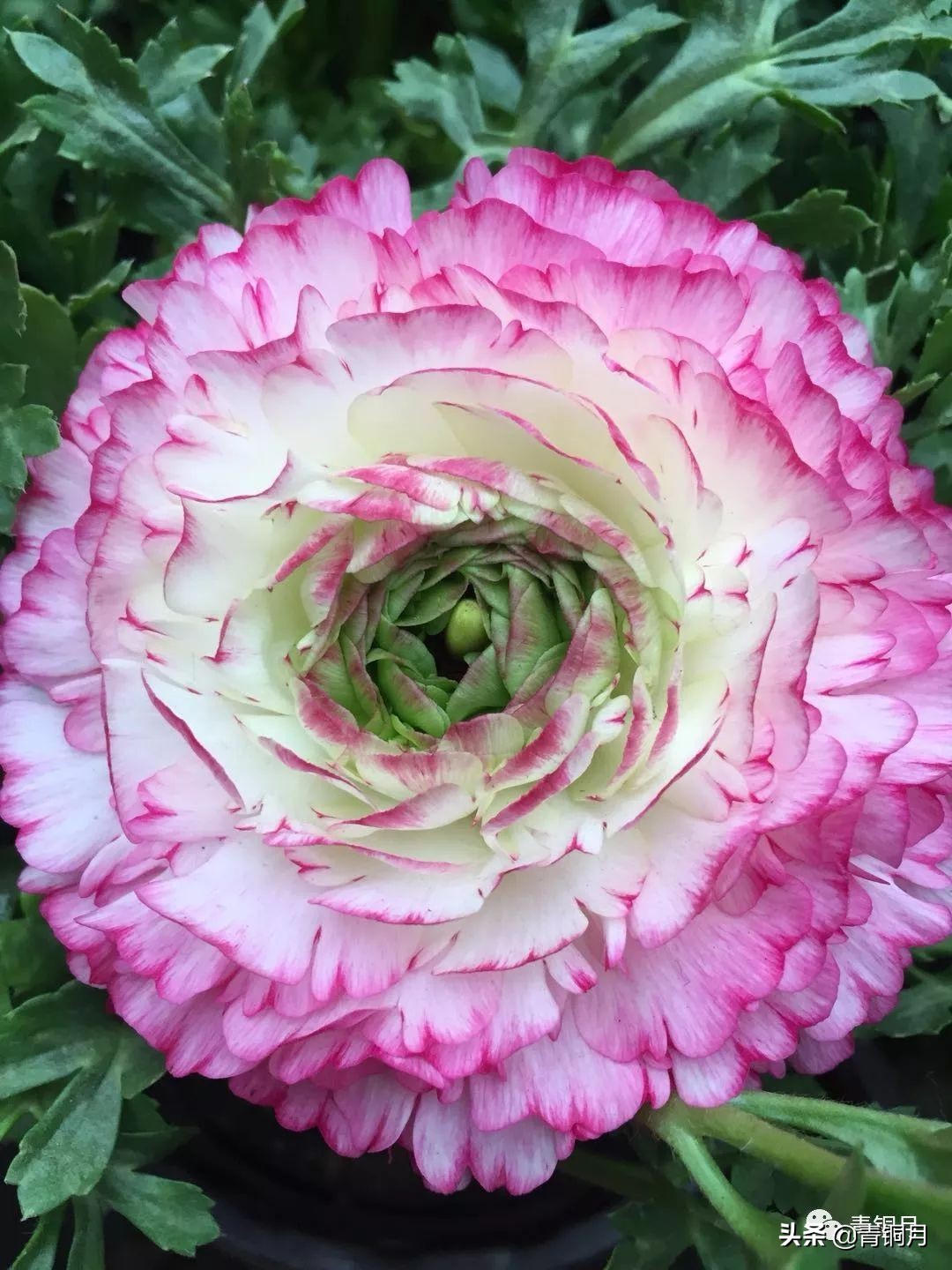 《凤凰涅盘》是《女神》中最具特色的代表作之一,写于五四运动.期.