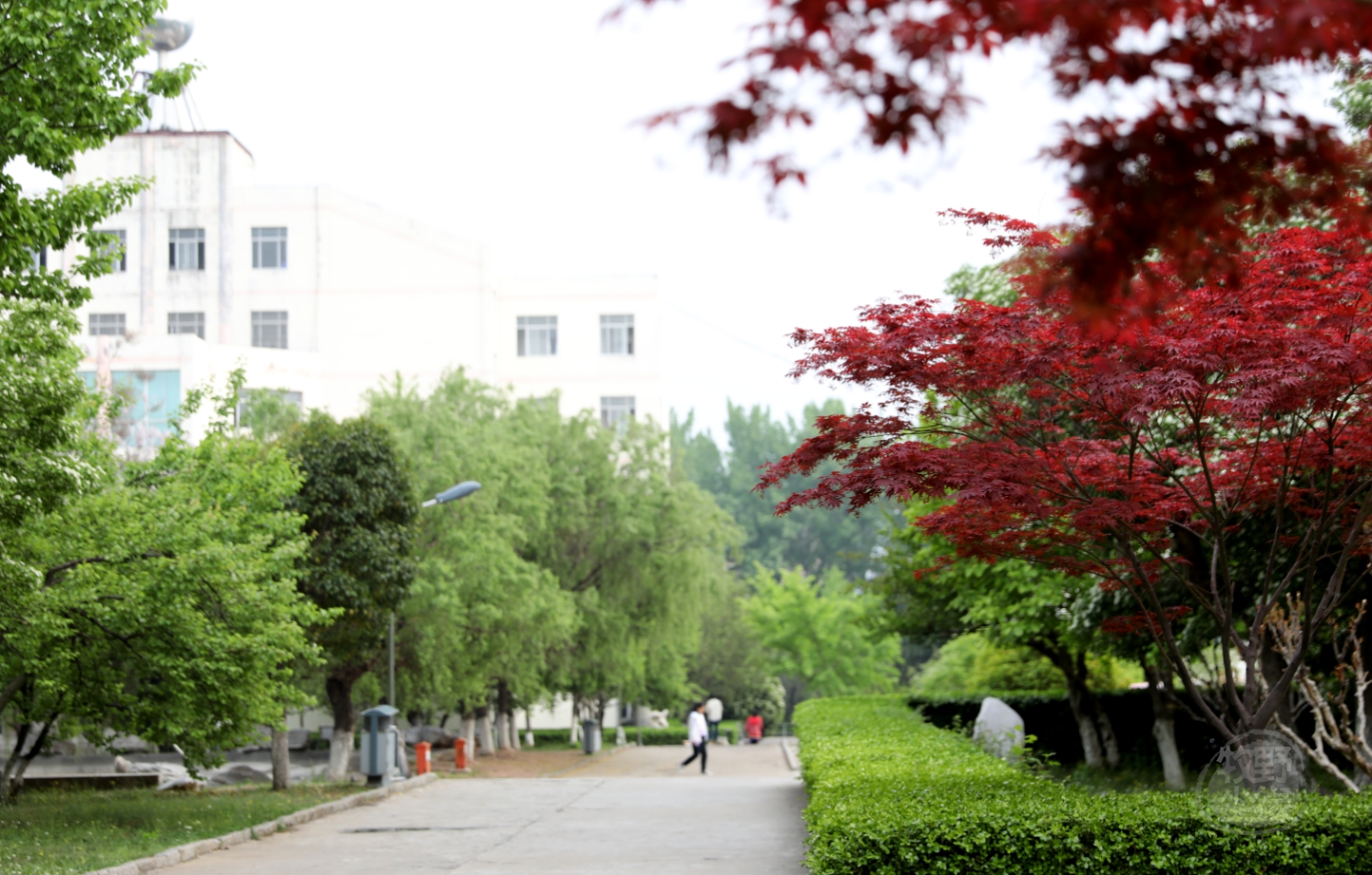 紫藤花开,临沂大学费县校区不是一般的美