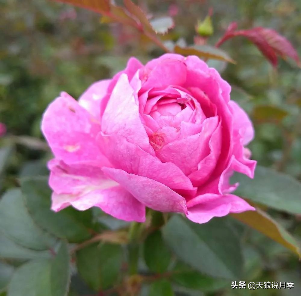 2020世界新品月季大赏，一起来看看都有哪些值得期待的新品种