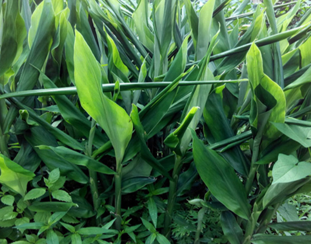 野生山姜图片(它叫阳火姜) - 赤虎壹号