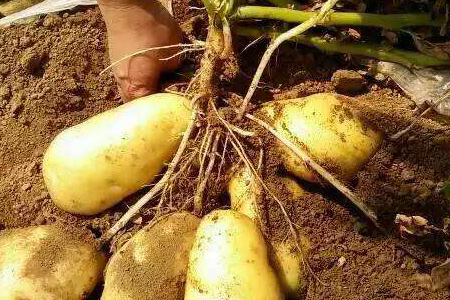 土豆不能跟西红柿一起吃？营养师辟谣：营养相互促进，可以放心吃