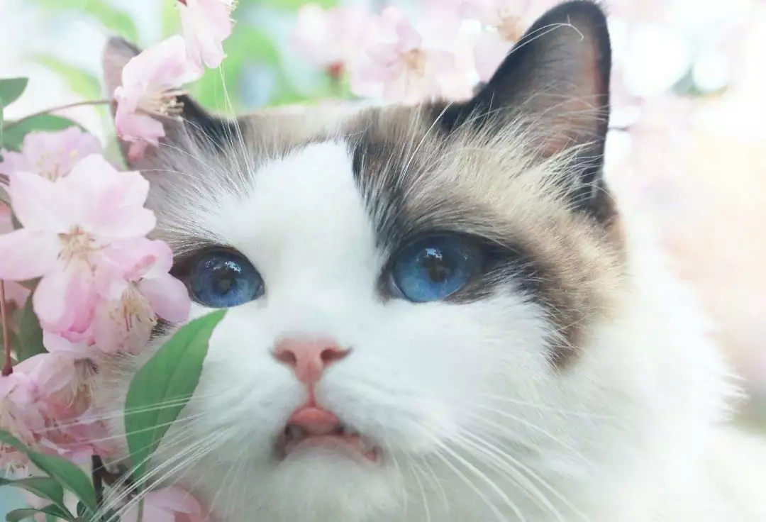九大常见猫咪品种，你喜欢哪个?
