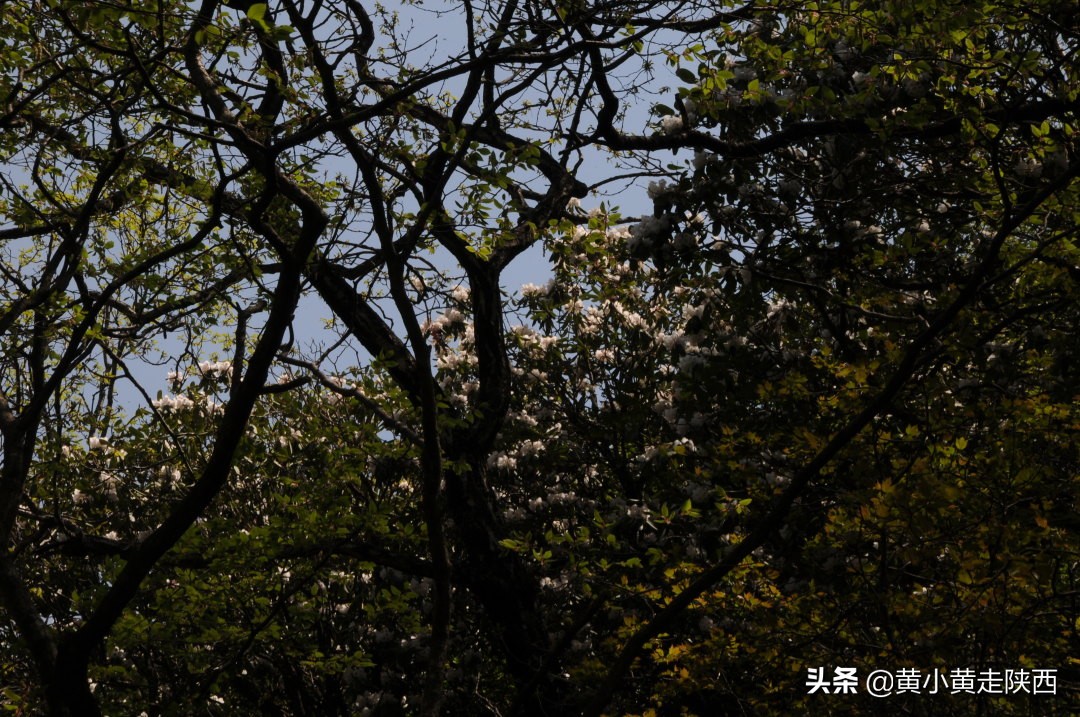 探秘东秦岭，原来从西安到商洛还有这样一条密道，一路都是风景