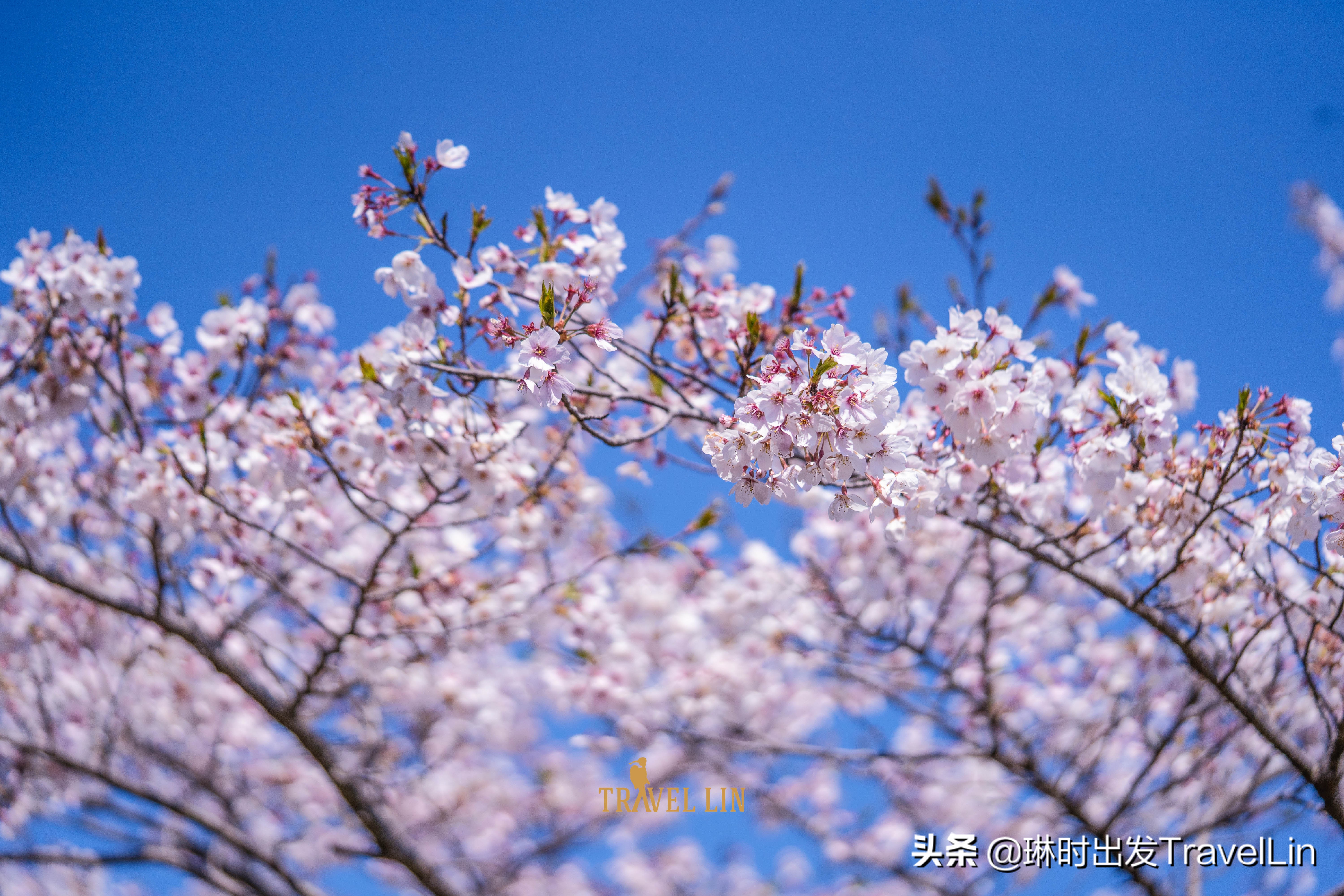 鹿儿岛樱花(去鹿儿岛看樱花吧，这片粉色世界直击你的少女心)