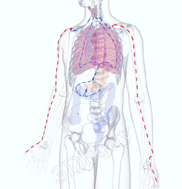 最新经络图，精美3D动态循行图，详细易懂