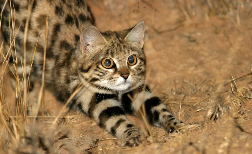 豹猫长啥样子(被全世界禁养！非洲最小的猫，猫科捕猎效率最高的“杀戮机器”)