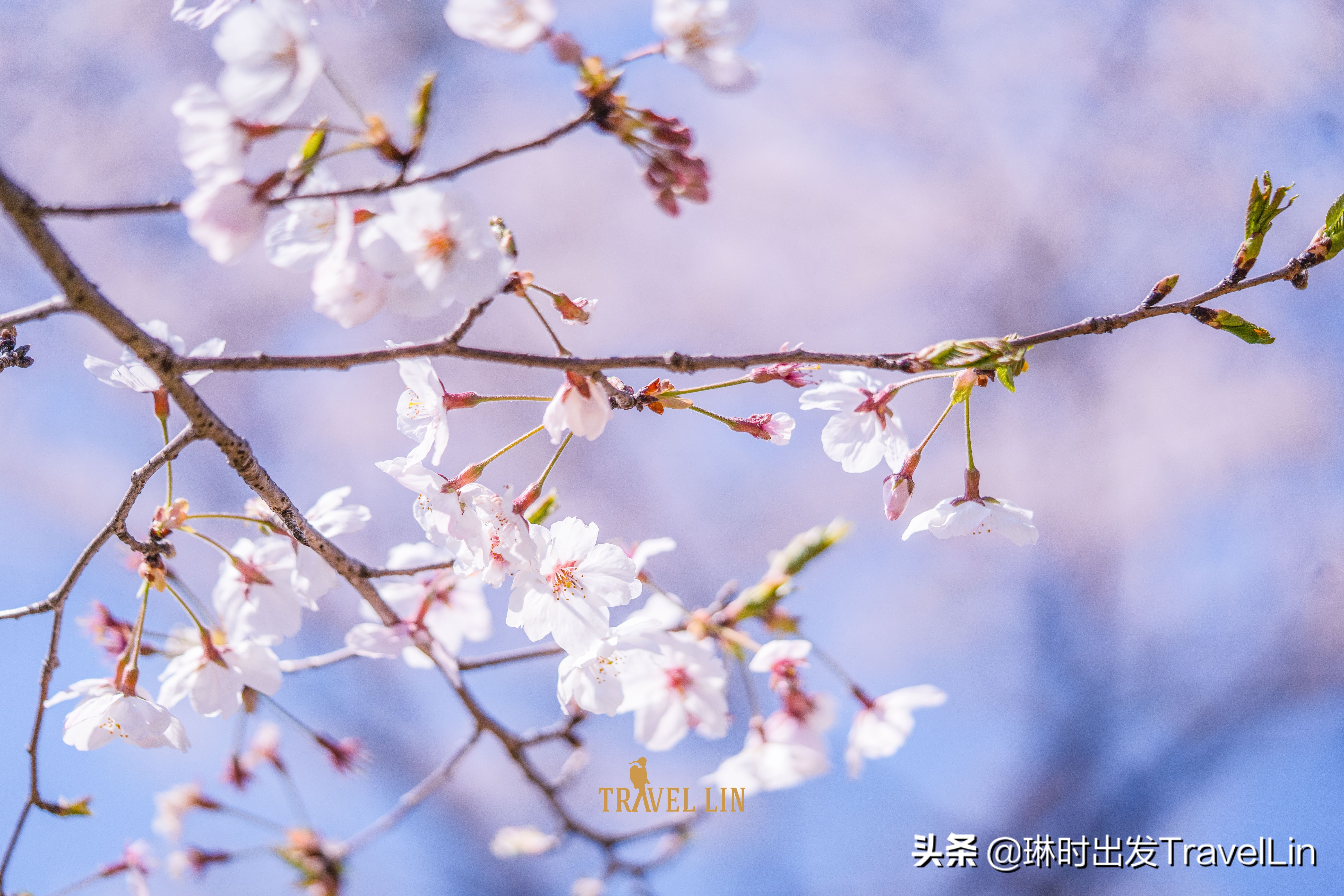 鹿儿岛樱花(去鹿儿岛看樱花吧，这片粉色世界直击你的少女心)