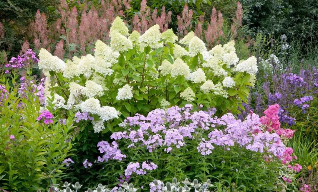 宿根福禄考花期什么时候（夏季里最佳的观花植物）