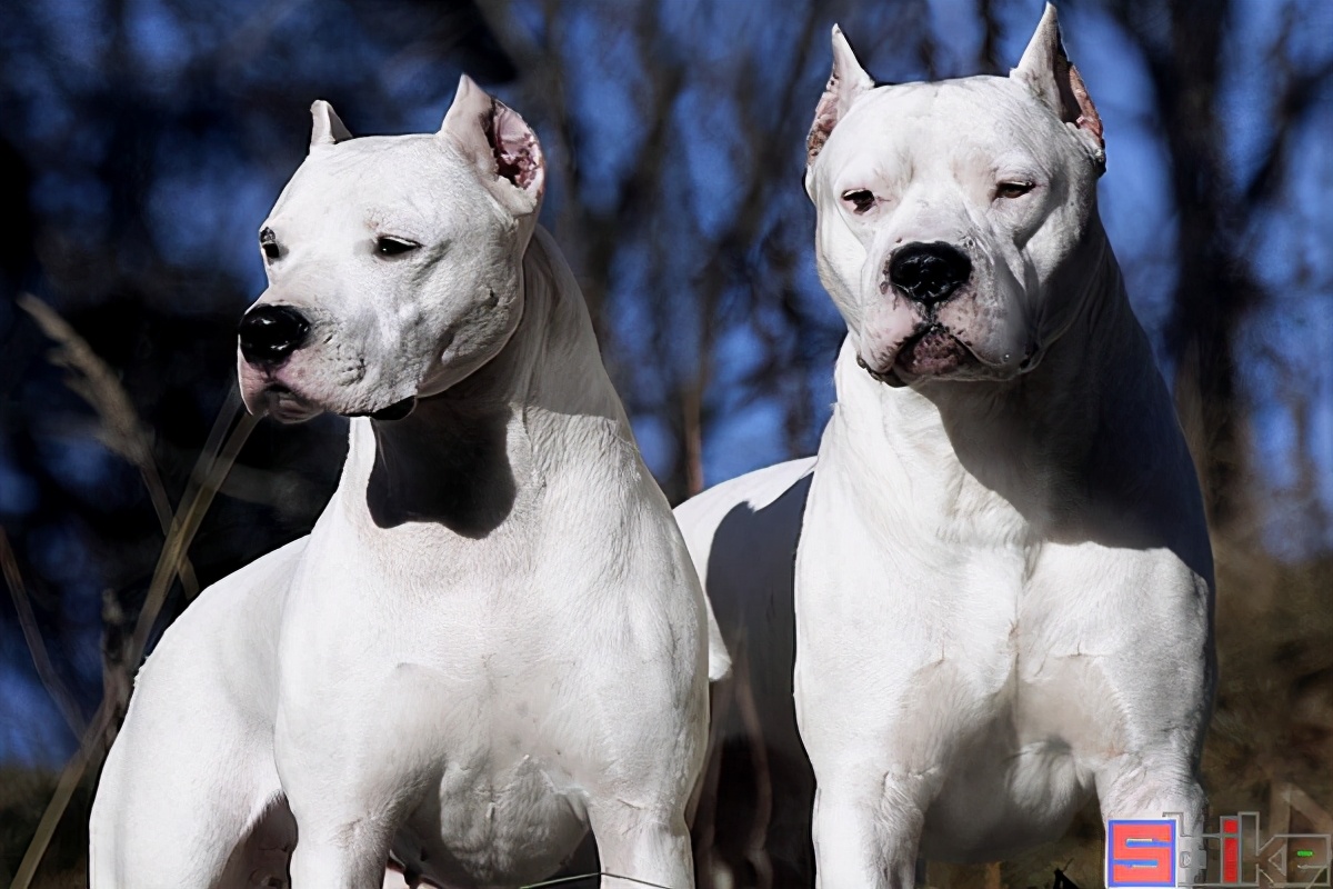 世界十大猛犬排名（国际犬业联盟公布的世界十大猛犬排行）