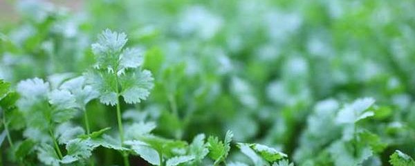 香菜种植全攻略：最佳播种时间与栽培技巧详解