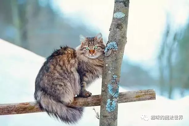 猫咪品种大盘点13:西伯利亚森林猫