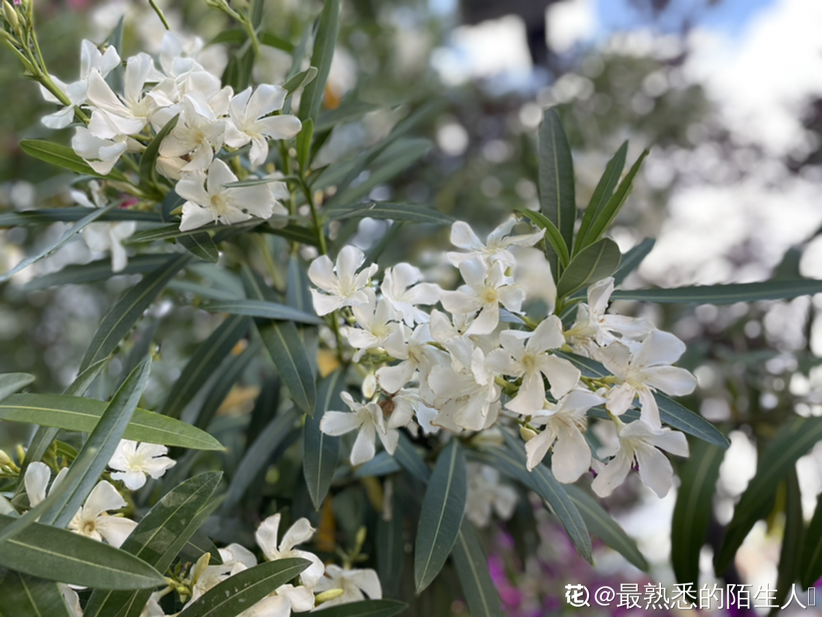 有什么植物的名字（分享80种常见植物图解）