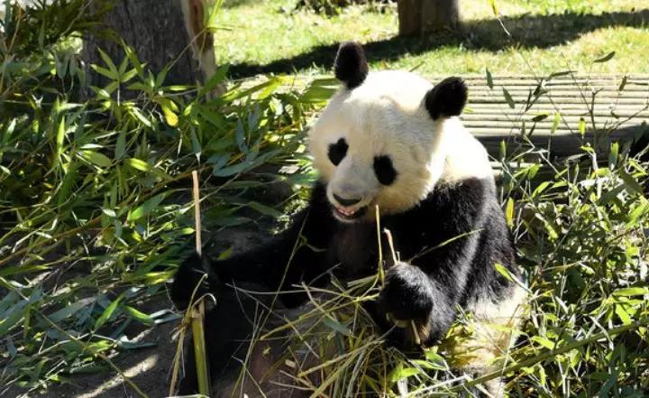 清华多了一位校友