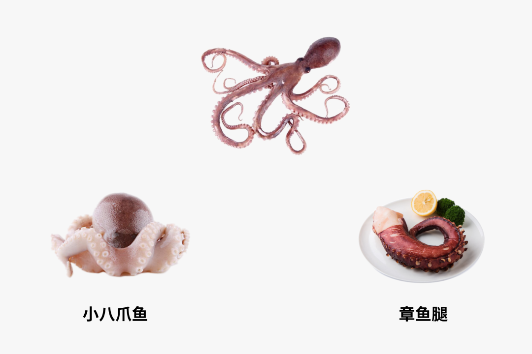 章鱼和鱿鱼（章鱼和鱿鱼的价格区别）-第4张图片