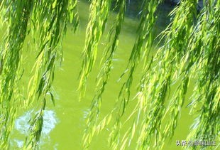 描写柳树诗词(53首)