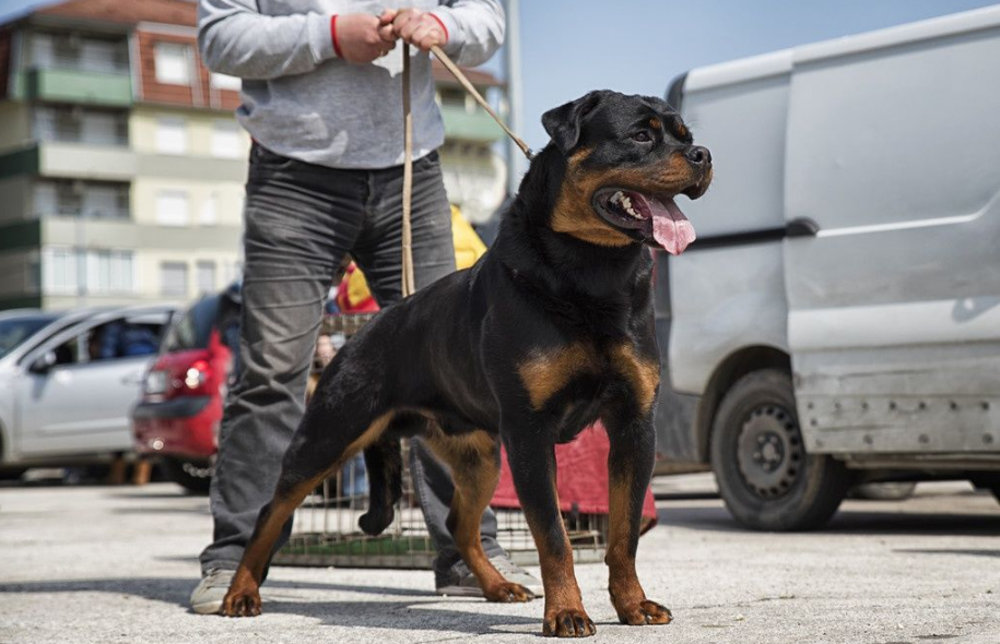 罗威那犬(原来罗威纳这么“可怕”，怪不得养过的人，都不愿再养)