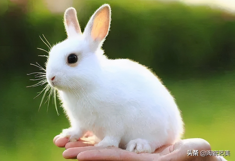 世界上最贵的三种兔子图片