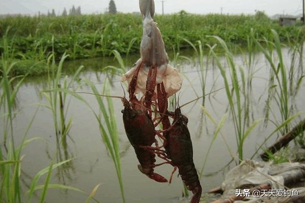 钓龙虾怎么钓（一文详解小龙虾的垂钓技巧）