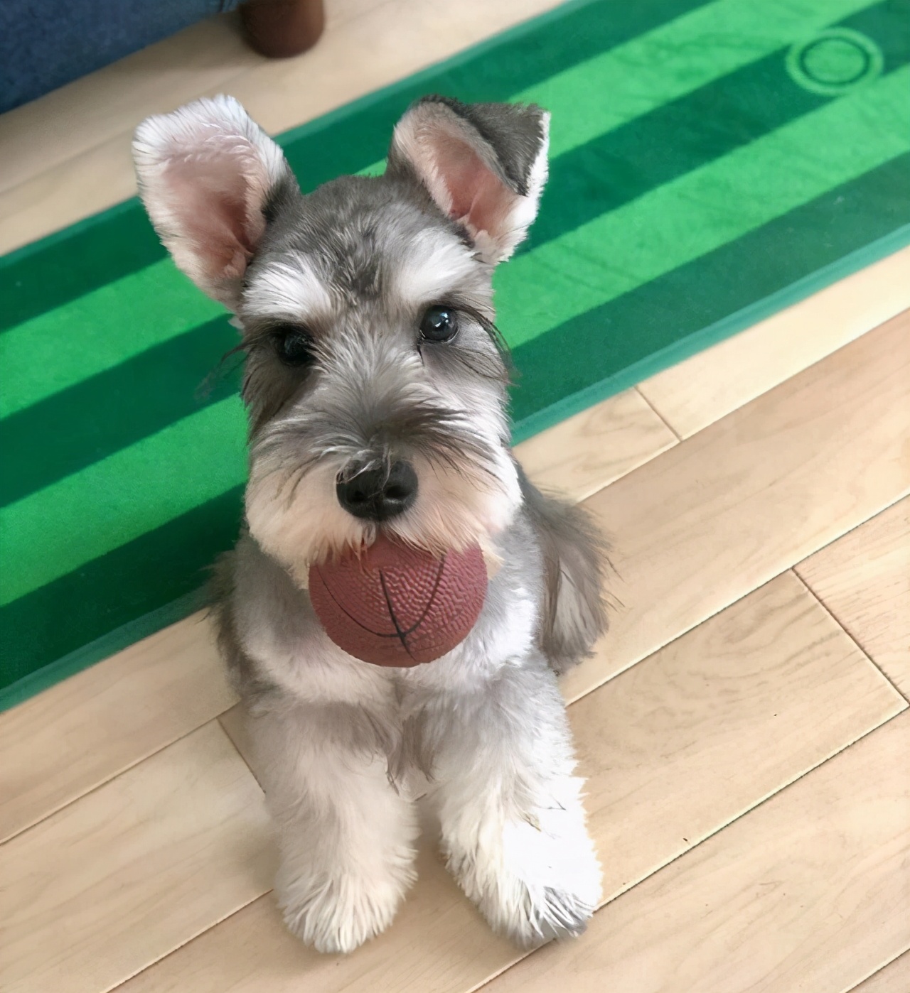 行业人建议：想养宠物犬，劝你选择这10种寿命长的狗狗