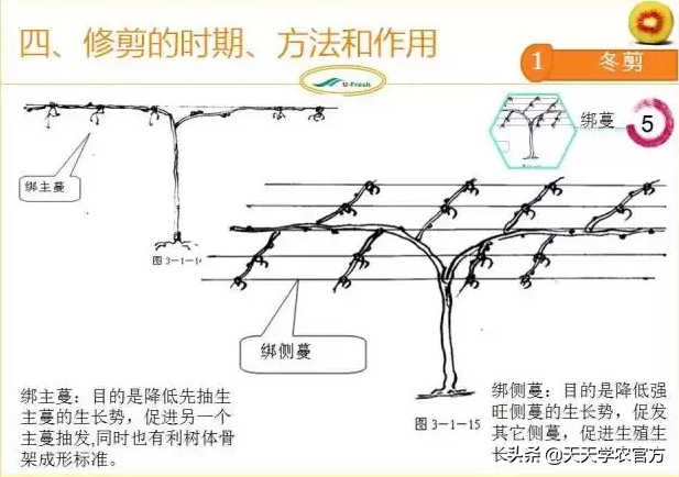 15张图看懂猕猴桃修剪技术，想种好猕猴桃的朋友，赶紧收藏