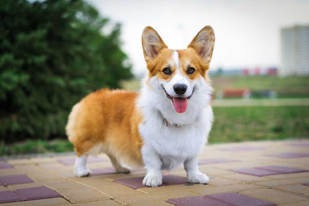 新手养狗必看：国内十大流行犬种横向对比