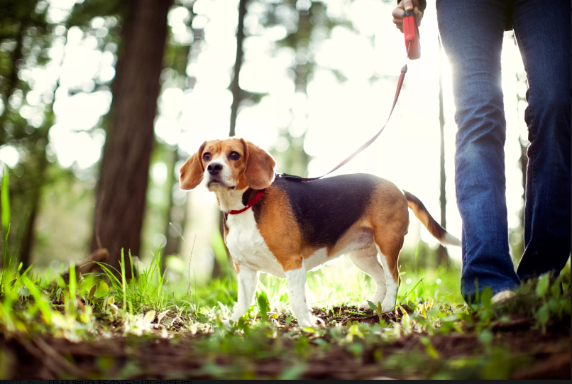 比格犬肩高多少(比格犬虽然体型小，但外号“森林之铃”，一叫起来吵死人)