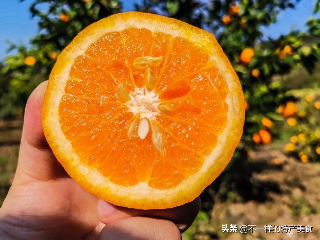沃柑和橙子哪个营养好（5月最受欢迎的血橙和沃柑）