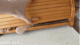 为什么有的猫不爱喵喵叫？是哑猫吗？