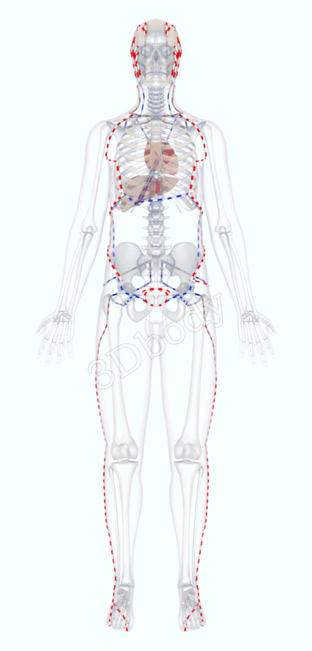 最新经络图，精美3D动态循行图，详细易懂