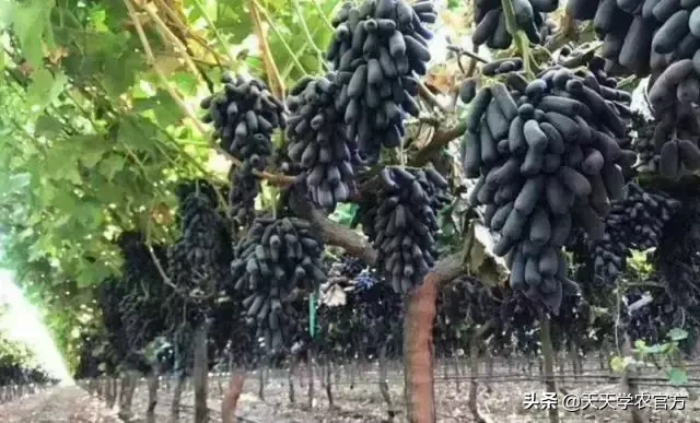 一公斤能卖160块还好种?其实蓝宝石这两大缺点能难倒不少人!