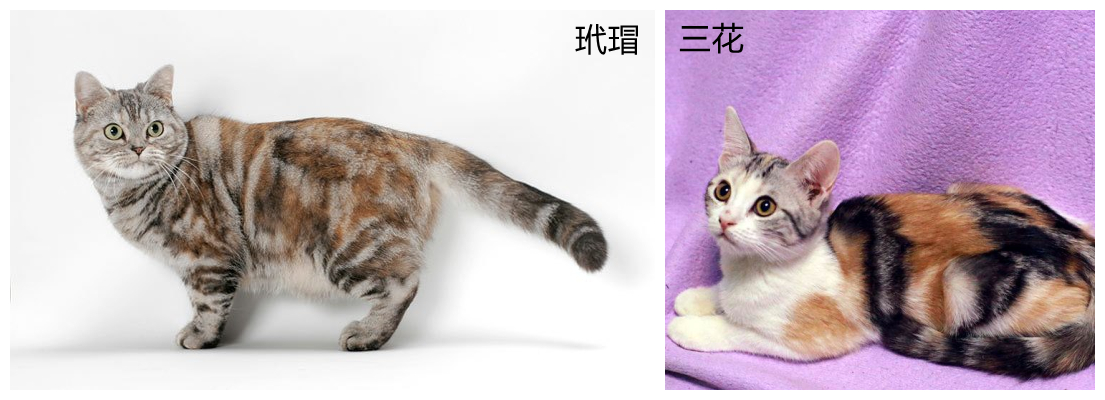 美短银虎斑,美短银虎斑猫多少钱一只