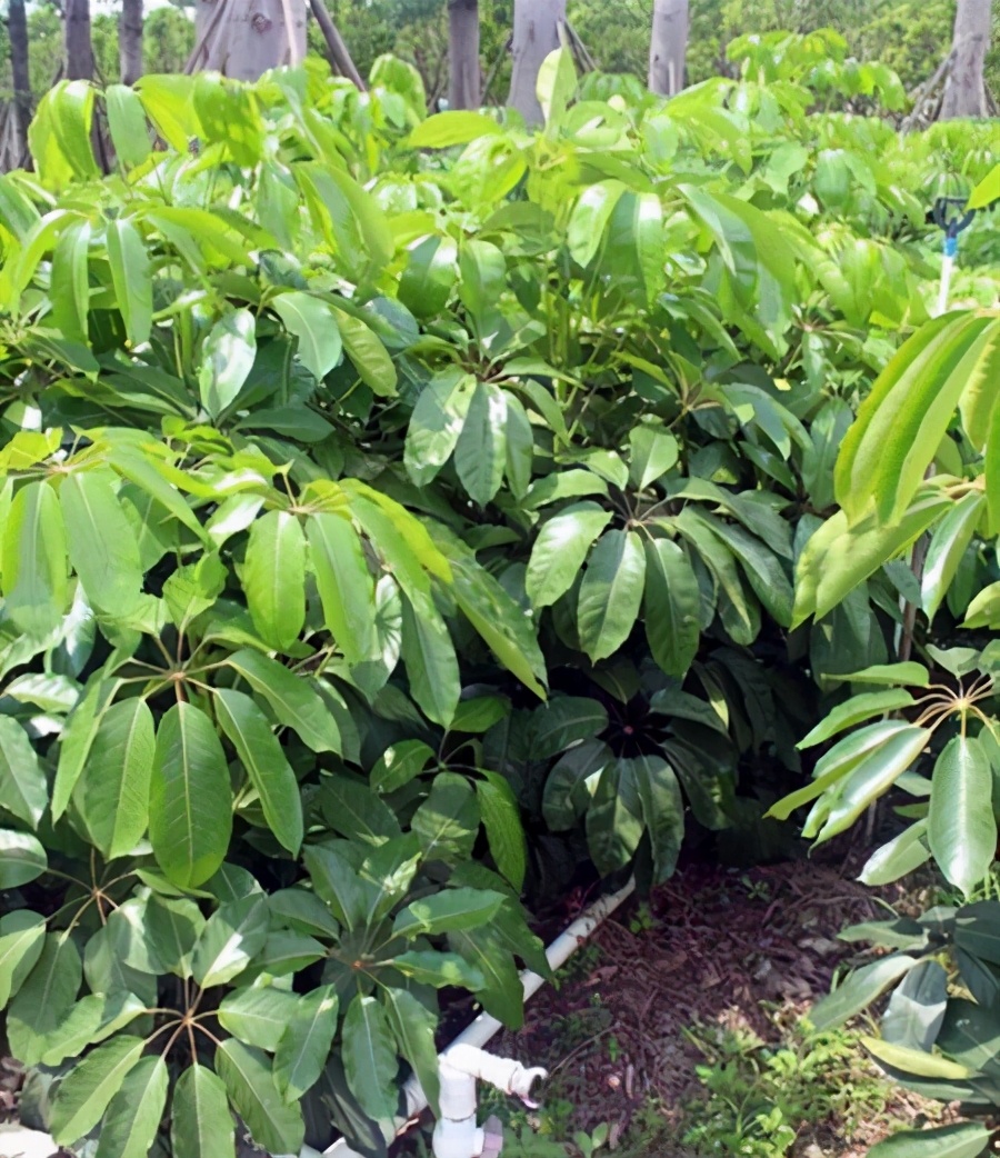 大叶伞的养殖方法(大叶伞种植方法)-第2张图片-科灵网