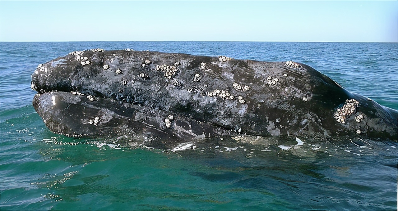 鲸身上的藤壶对鲸鱼是否有害(藤壶有多可怕?