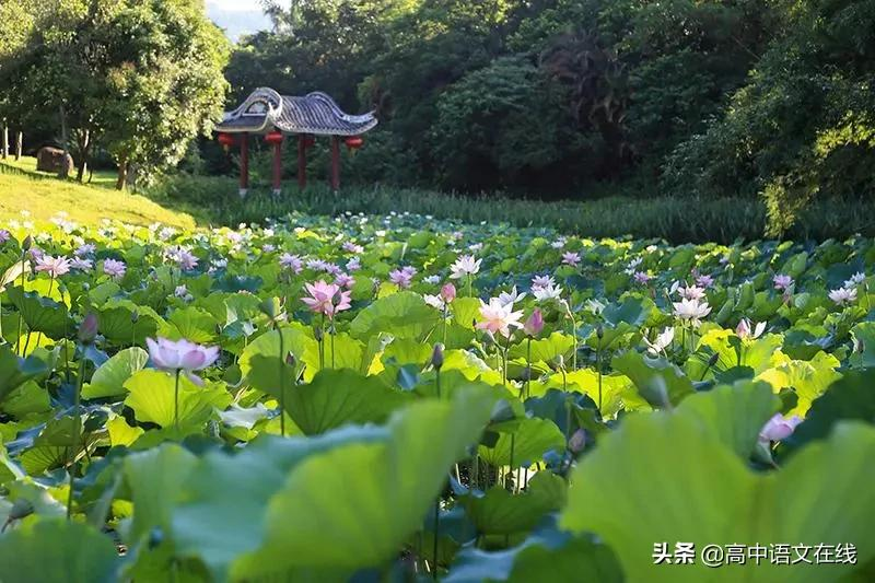 最美古诗词｜宋词中最美的夏：猎猎小池塘，荷花满院香