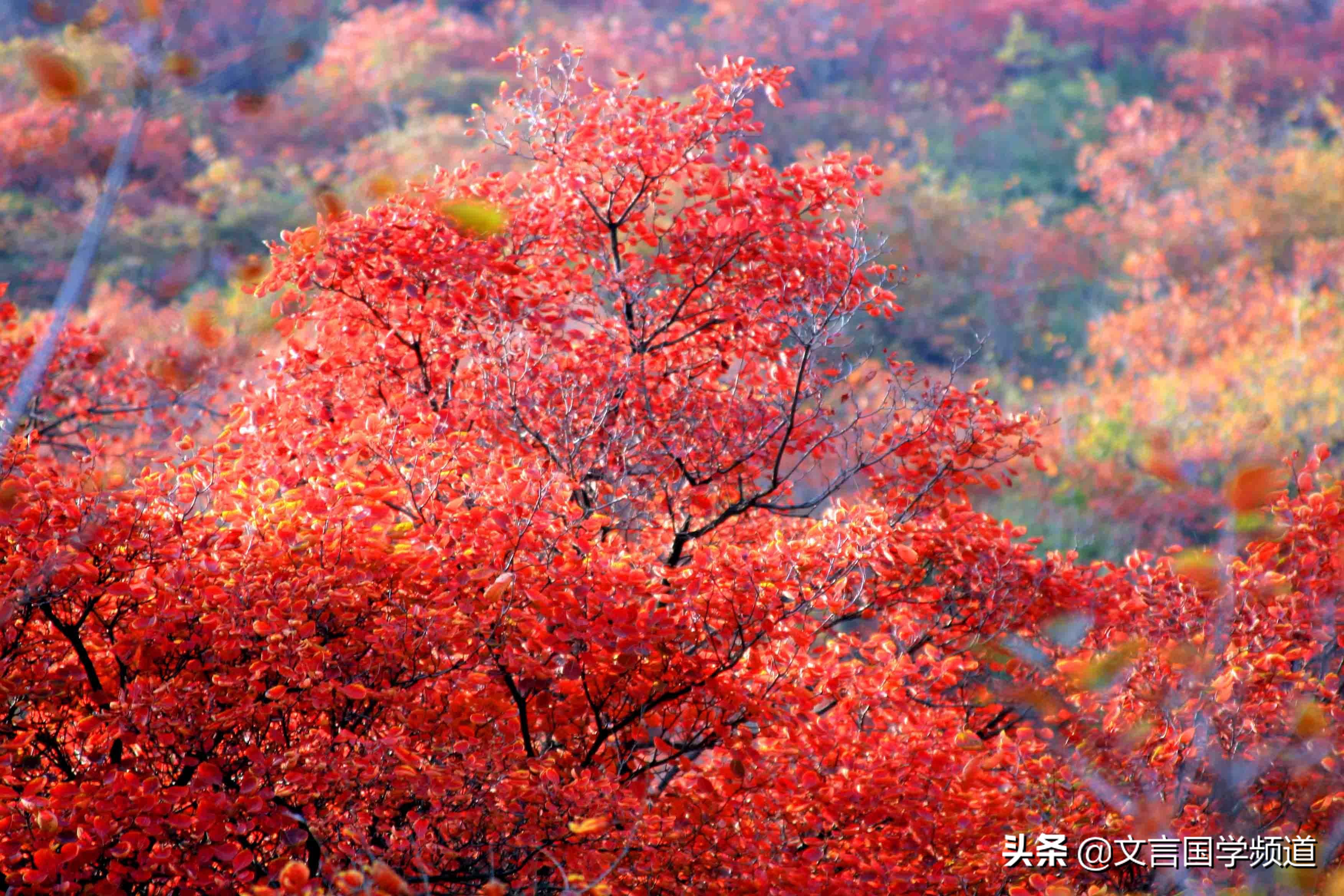 远上寒山石径斜 白云深处有人家 停车坐爱枫林晚 霜叶红于二月花