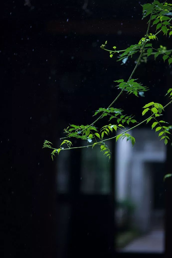 散文:雨中经年一叶殇,共悟浮生一场梦