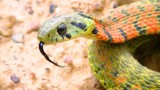 菜花蛇有人说有毒有人说无毒是怎么回事?原来是几种蛇"重名"了