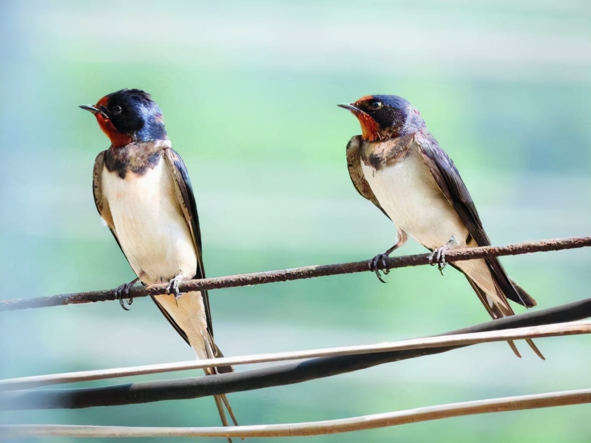 天津街头上千只燕子密集狂飞 燕子异常飞行暗示了什么?