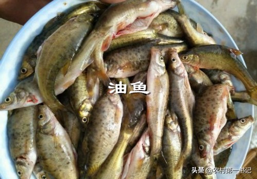 鳕鱼 油鱼,鳕鱼油鱼如何鉴别