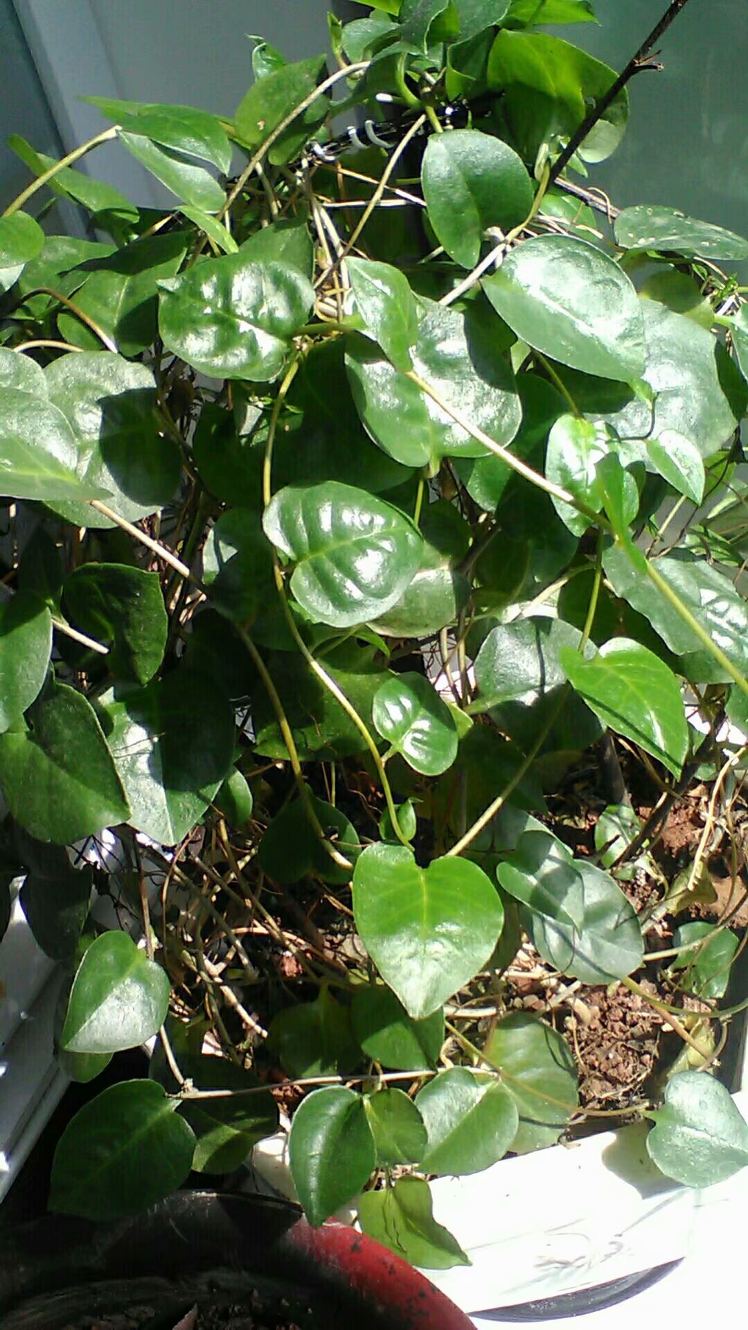 藤三七叶,一颗平凡的小藤草