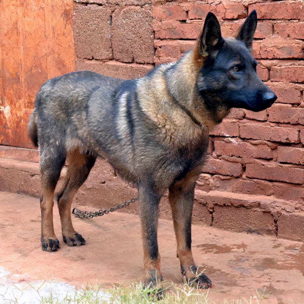 我国值得骄傲的4种名犬，你有养过吗？