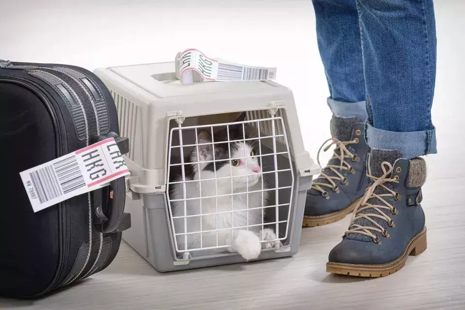 宠物猫怎么托运?什么托运可以寄宠物猫?