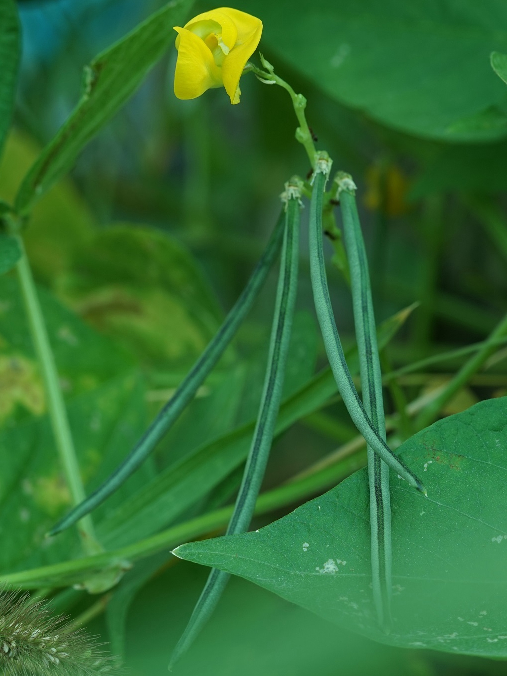 豆角是四季豆吗(中国豆类大全名称及图片介绍)