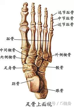 腳的各個部位詳細圖(腳的各個骨頭詳細圖)-始興思宇科技