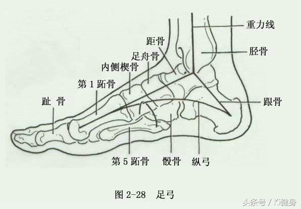 整只脚的结构图与名称图片