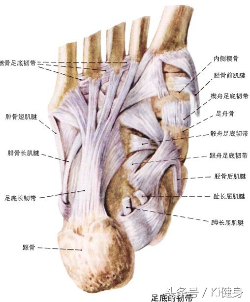 脚的骨骼全部结构图(足部运动学解剖，总是莫名其妙疼？解剖来看看啊（上篇）)