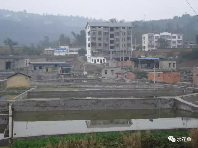 水花育苗系統(tǒng)流程及飼養(yǎng)實(shí)用方法