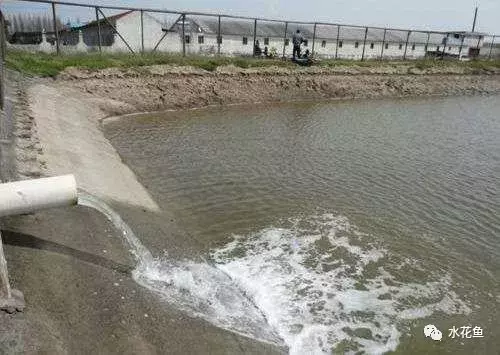 水花育苗系统流程及饲养实用方法