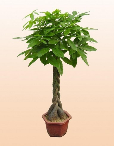 植物风水说:发财树放在哪里风水好_达一风水网